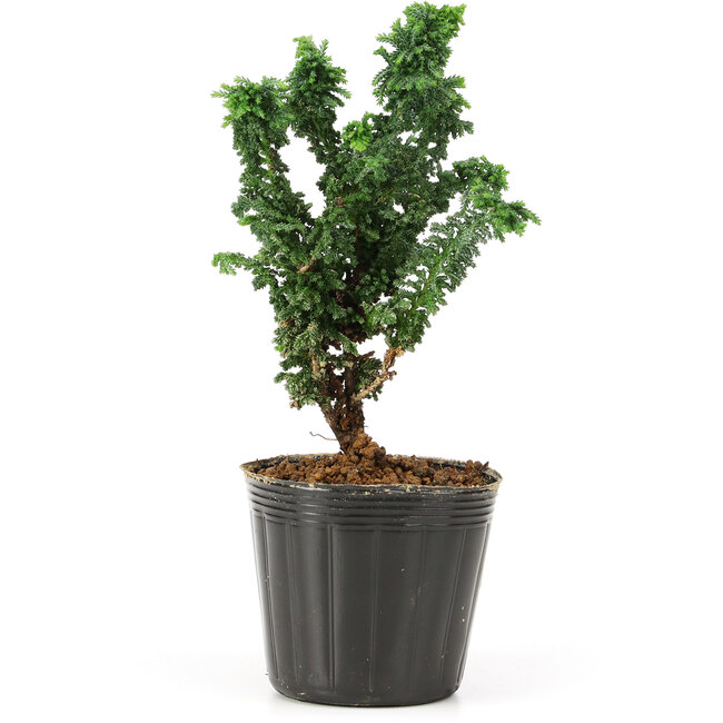 Chamaecyparis obtusa Sekka hinoki, 14 cm, ± 3 anni