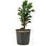 Chamaecyparis obtusa Sekka hinoki, 14 cm, ± 3 anni