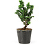 Chamaecyparis obtusa Sekka hinoki, 14 cm, ± 3 anni