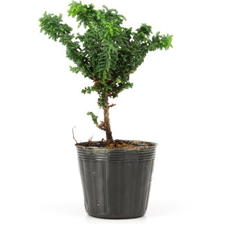 Chamaecyparis obtusa Sekka hinoki, 13,5 cm, ± 3 anni