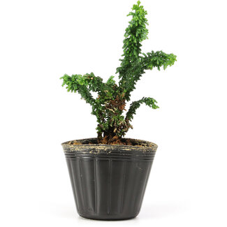 Chamaecyparis obtusa Sekka hinoki, 13 cm, ± 3 Jahre alt