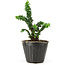 Chamaecyparis obtusa Sekka hinoki, 13 cm, ± 3 anni