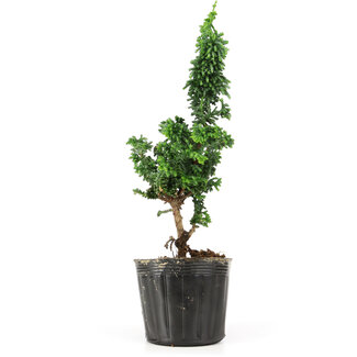 Chamaecyparis obtusa Sekka hinoki, 20,5 cm, ± 3 anni