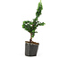 Chamaecyparis obtusa Sekka hinoki, 20,5 cm, ± 3 anni