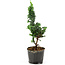 Chamaecyparis obtusa Sekka hinoki, 20,5 cm, ± 3 anni