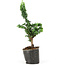 Chamaecyparis obtusa Sekka hinoki, 20,5 cm, ± 3 Jahre alt