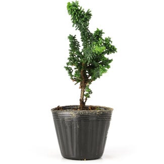 Chamaecyparis obtusa Sekka hinoki, 15,5 cm, ± 3 anni