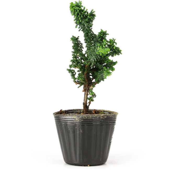 Chamaecyparis obtusa Sekka hinoki, 15,5 cm, ± 3 years old