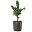 Chamaecyparis obtusa Sekka hinoki, 15,5 cm, ± 3 años