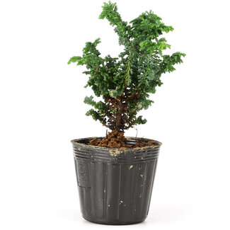 Chamaecyparis obtusa Sekka hinoki, 12 cm, ± 3 años