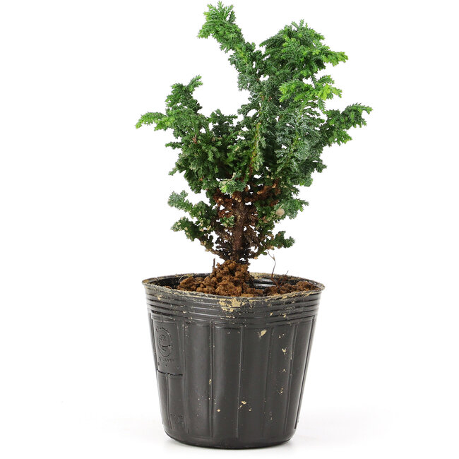 Chamaecyparis obtusa Sekka hinoki, 12 cm, ± 3 anni