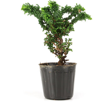 Chamaecyparis obtusa Sekka hinoki, 13 cm, ± 3 anni