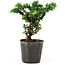 Chamaecyparis obtusa Sekka hinoki, 13 cm, ± 3 anni