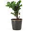 Chamaecyparis obtusa Sekka hinoki, 13 cm, ± 3 anni