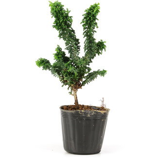 Chamaecyparis obtusa Sekka hinoki, 17 cm, ± 3 anni