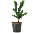 Chamaecyparis obtusa Sekka hinoki, 17 cm, ± 3 anni