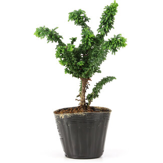 Chamaecyparis obtusa Sekka hinoki, 15 cm, ± 3 Jahre alt