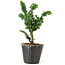 Chamaecyparis obtusa Sekka hinoki, 15 cm, ± 3 anni