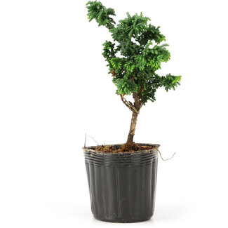 Chamaecyparis obtusa Sekka hinoki, 14 cm, ± 3 anni