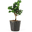 Chamaecyparis obtusa Sekka hinoki, 14 cm, ± 3 anni