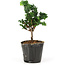 Chamaecyparis obtusa Sekka hinoki, 14 cm, ± 3 anni