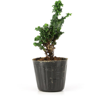 Chamaecyparis obtusa Sekka hinoki, 13 cm, ± 3 anni