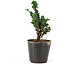 Chamaecyparis obtusa Sekka hinoki, 13 cm, ± 3 anni