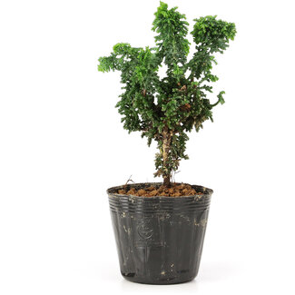 Chamaecyparis obtusa Sekka hinoki, 13,5 cm, ± 3 Jahre alt