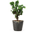 Chamaecyparis obtusa Sekka hinoki, 13,5 cm, ± 3 anni