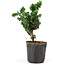 Chamaecyparis obtusa Sekka hinoki, 13,5 cm, ± 3 anni