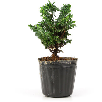 Chamaecyparis obtusa Sekka hinoki, 11 cm, ± 3 años