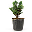 Chamaecyparis obtusa Sekka hinoki, 11 cm, ± 3 anni