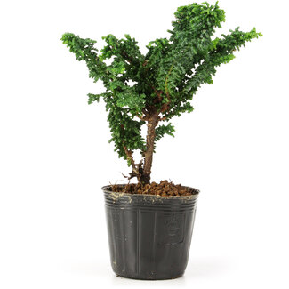 Chamaecyparis obtusa Sekka hinoki, 14,5 cm, ± 3 anni