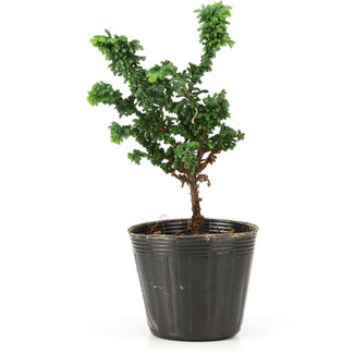 Chamaecyparis obtusa Sekka hinoki, 15 cm, ± 3 years old