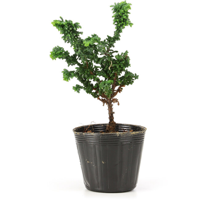 Chamaecyparis obtusa Sekka hinoki, 15 cm, ± 3 años