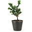 Chamaecyparis obtusa Sekka hinoki, 15 cm, ± 3 años