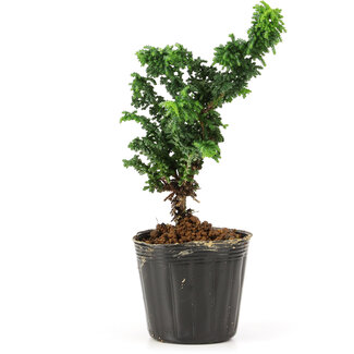 Chamaecyparis obtusa Sekka hinoki, 14,5 cm, ± 3 anni