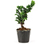 Chamaecyparis obtusa Sekka hinoki, 14,5 cm, ± 3 anni