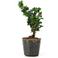 Chamaecyparis obtusa Sekka hinoki, 14,5 cm, ± 3 años