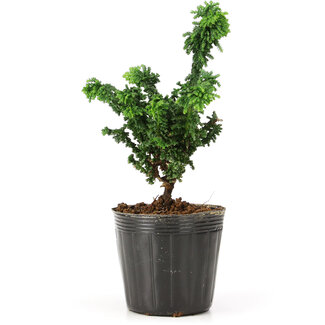 Chamaecyparis obtusa Sekka hinoki, 14 cm, ± 3 anni