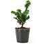 Chamaecyparis obtusa Sekka hinoki, 14 cm, ± 3 años