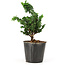 Chamaecyparis obtusa Sekka hinoki, 14 cm, ± 3 años