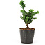 Chamaecyparis obtusa Sekka hinoki, 14 cm, ± 3 años