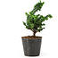 Chamaecyparis obtusa Sekka hinoki, 14 cm, ± 3 años