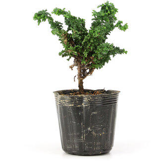 Chamaecyparis obtusa Sekka hinoki, 11 cm, ± 3 Jahre alt