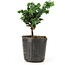 Chamaecyparis obtusa Sekka hinoki, 11 cm, ± 3 años