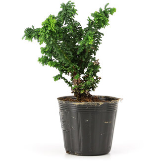 Chamaecyparis obtusa Sekka hinoki, 12,5 cm, ± 3 anni