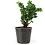 Chamaecyparis obtusa Sekka hinoki, 12,5 cm, ± 3 años