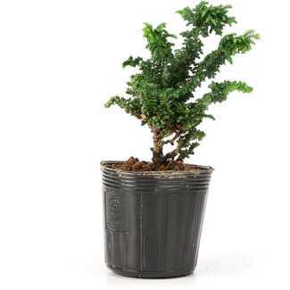 Chamaecyparis obtusa Sekka hinoki, 11 cm, ± 3 años