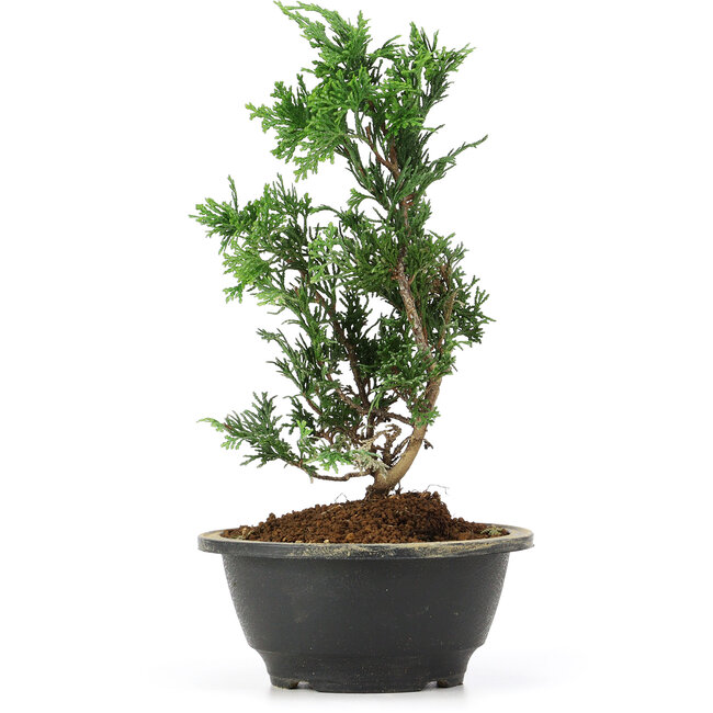 Chamaecyparis obtusa, 25 cm, ± 5 jaar oud